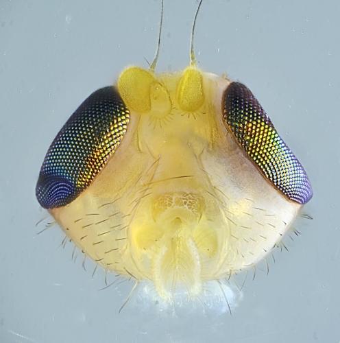 Chyromya sp.